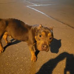 Found/Stray Male Dog last seen Enclave apmts , Winston-Salem, NC 27108