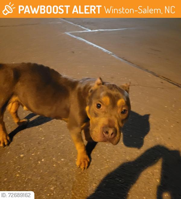Found/Stray Male Dog last seen Enclave apmts , Winston-Salem, NC 27108
