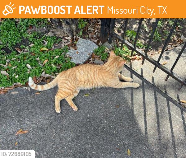 Found/Stray Male Cat last seen Near block of Fondren Grove Drive, Missouri City, TX 77489