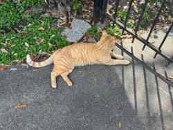 Found/Stray Male Cat last seen Near block of Fondren Grove Drive, Missouri City, TX 77489
