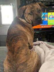 Lost Male Dog last seen Anywhere please just help!!, Morganton, NC 28655