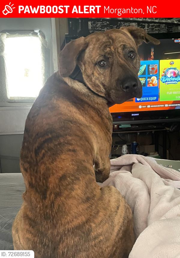 Lost Male Dog last seen Anywhere please just help!!, Morganton, NC 28655