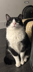 Lost Female Cat last seen E Levi & S Maryland , Henderson, NV 89052