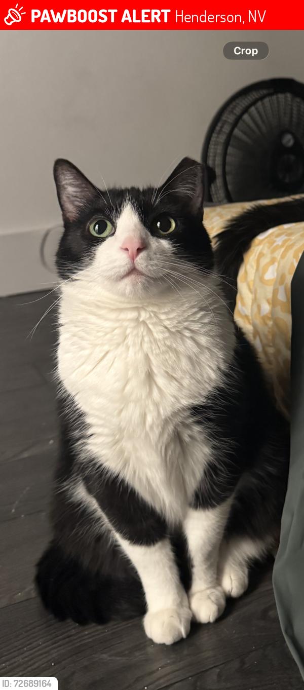 Lost Female Cat last seen E Levi & S Maryland , Henderson, NV 89052