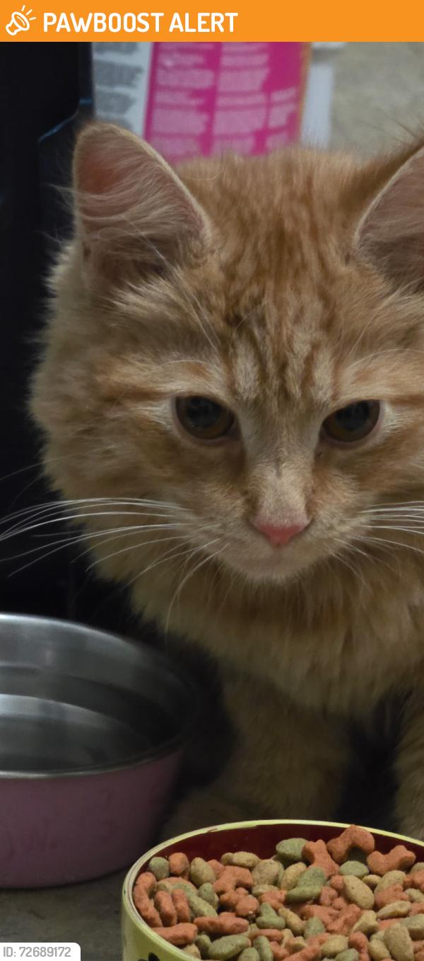 Found/Stray Male Cat last seen Shoprite , Egg Harbor Township, NJ 08234