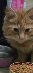 Found/Stray Male Cat last seen Shoprite , Egg Harbor Township, NJ 08234