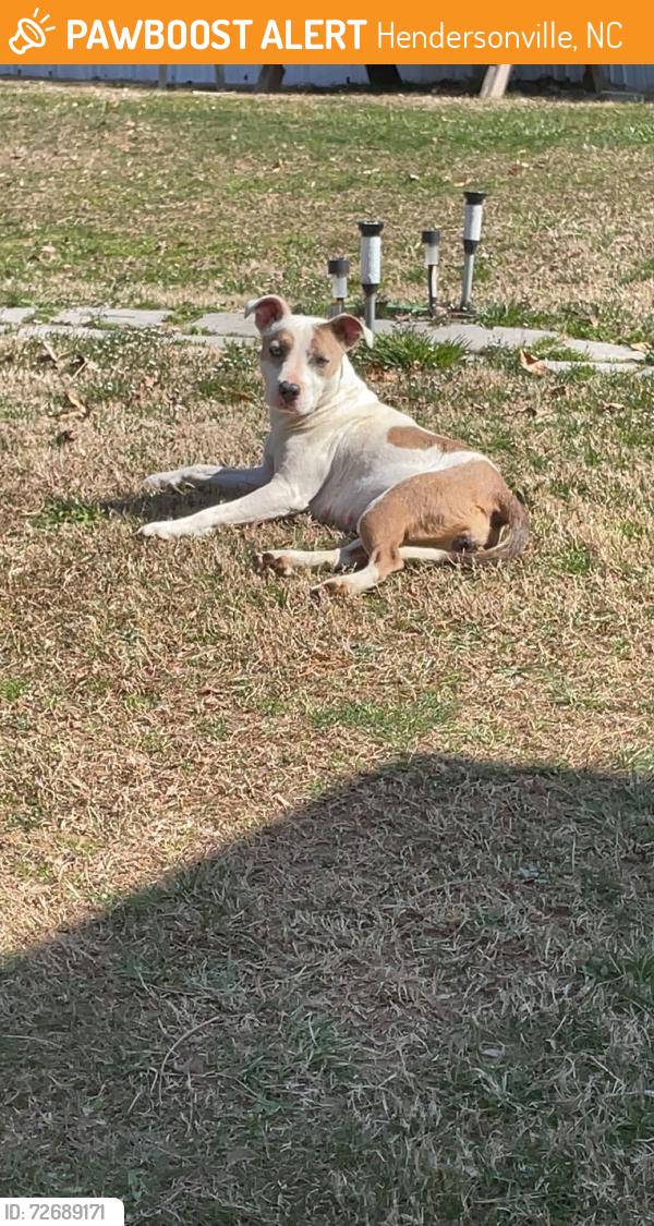 Found/Stray Female Dog last seen Edneyville North Carolina , Hendersonville, NC 28792