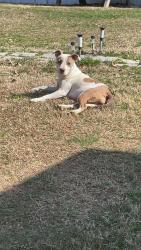 Found/Stray Female Dog last seen Edneyville North Carolina , Hendersonville, NC 28792
