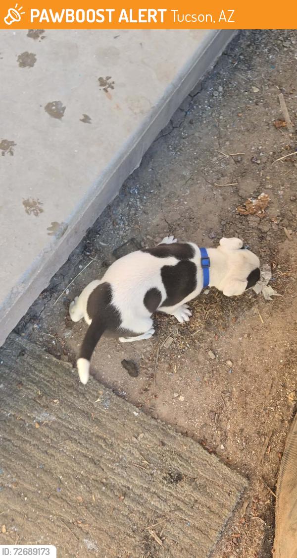 Found/Stray Male Dog last seen Plane Avenue and Chester Way, Tucson, AZ 85705