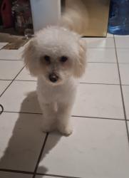 Lost Male Dog last seen Gribble, San Diego, CA 92114