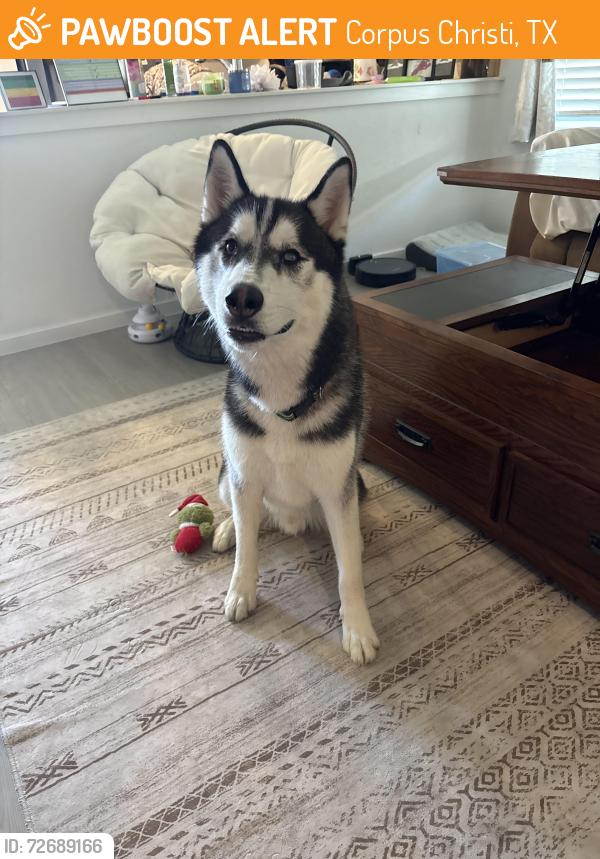 Found/Stray Male Dog last seen Ranchview and Yorktown , Corpus Christi, TX 78414