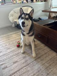 Found/Stray Male Dog last seen Ranchview and Yorktown , Corpus Christi, TX 78414