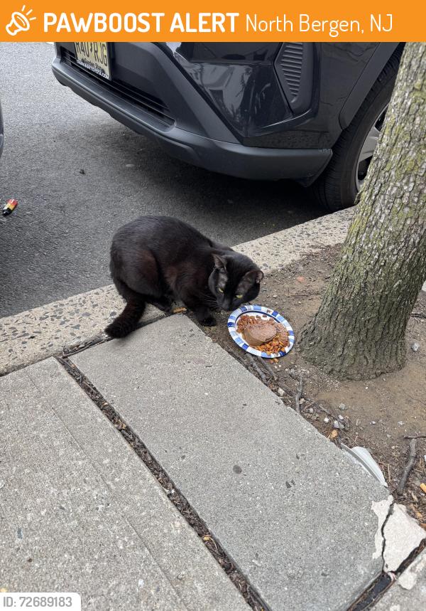 Found/Stray Unknown Cat last seen In North Bergen , North Bergen, NJ 07047