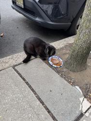 Found/Stray Unknown Cat last seen In North Bergen , North Bergen, NJ 07047