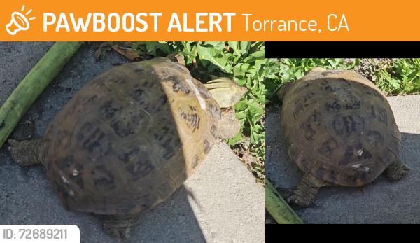 Found/Stray Unknown Reptile last seen Patronella and 190th, Torrance, CA 90504