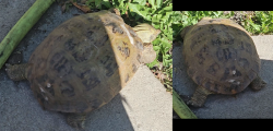 Found/Stray Unknown Reptile last seen Patronella and 190th, Torrance, CA 90504