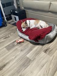 Found/Stray Male Dog last seen KOA campground hwy27, Davenport, FL 33837
