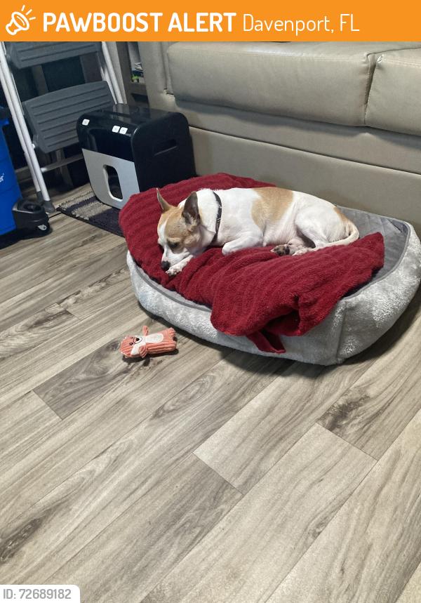 Found/Stray Male Dog last seen KOA campground hwy27, Davenport, FL 33837