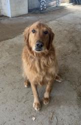 Lost Male Dog last seen Butler grange rd and winona rd, Salem, OH 44460