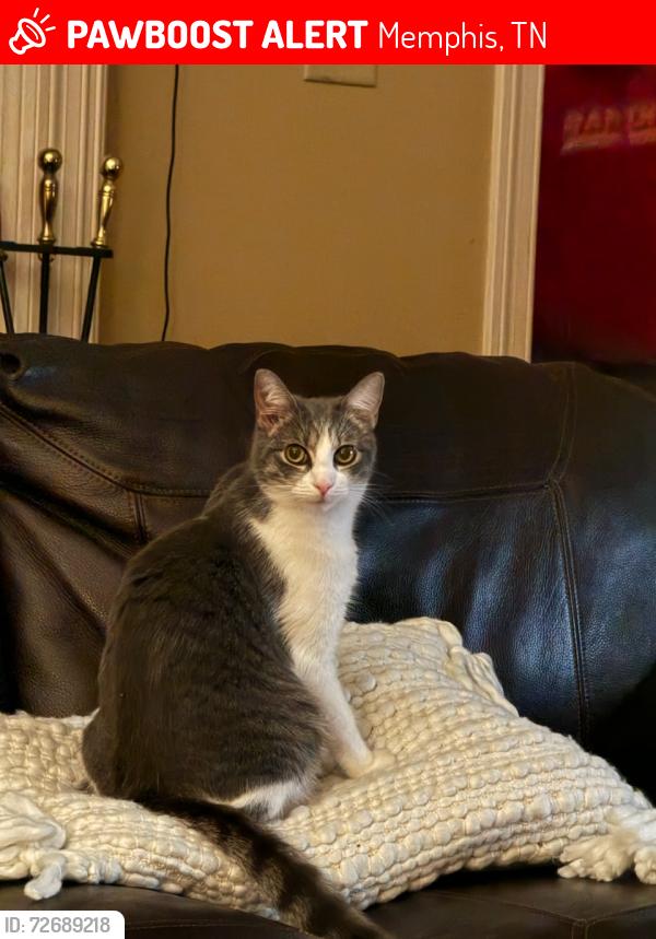 Lost Female Cat last seen Christian Brothers High School, Memphis, TN 38120