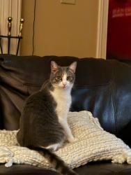 Lost Female Cat last seen Christian Brothers High School, Memphis, TN 38120