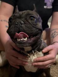 Lost Female Dog last seen Council rd. , Oklahoma City, OK 73173