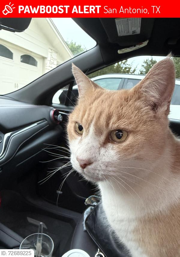 Lost Male Cat last seen Boerne Stage Road and Scenic Loop, San Antonio, TX 78255