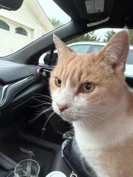 Lost Male Cat last seen Boerne Stage Road and Scenic Loop, San Antonio, TX 78255