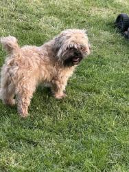 Found/Stray Male Dog last seen Stalisfield avenue, Norris Green, England 