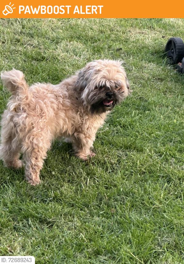 Found/Stray Male Dog last seen Stalisfield avenue, Norris Green, England 