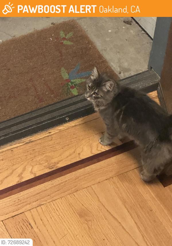 Found/Stray Unknown Cat last seen Burton and Skyline, Oakland, CA 94611