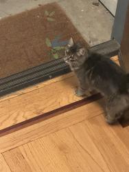 Found/Stray Unknown Cat last seen Burton and Skyline, Oakland, CA 94611
