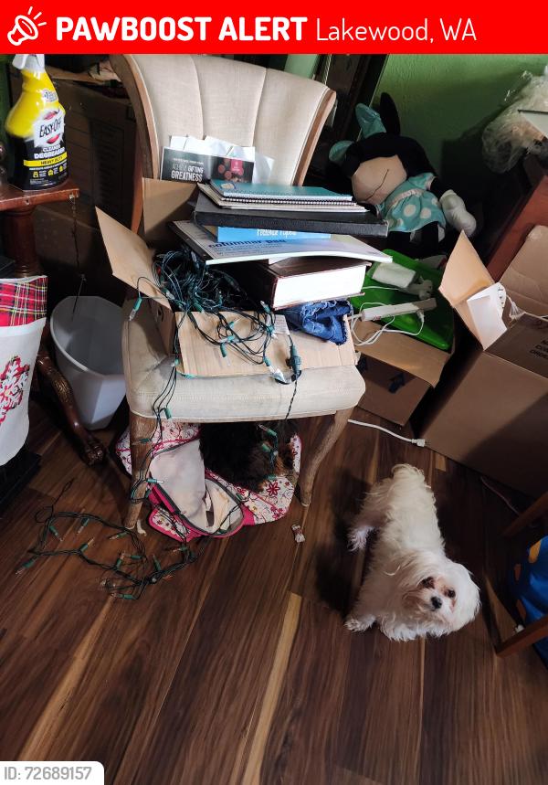 Lost Female Dog last seen David Lane and 100th st, Lakewood, WA 98499
