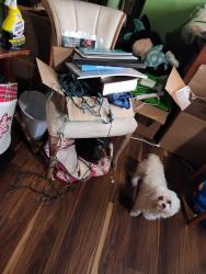 Lost Female Dog last seen David Lane and 100th st, Lakewood, WA 98499
