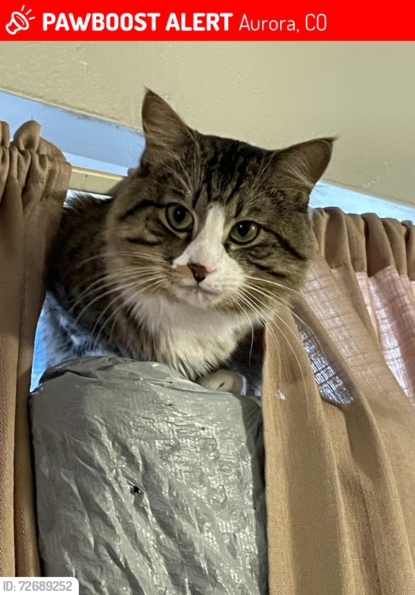 Lost Male Cat last seen By park lane , Aurora, CO 80011