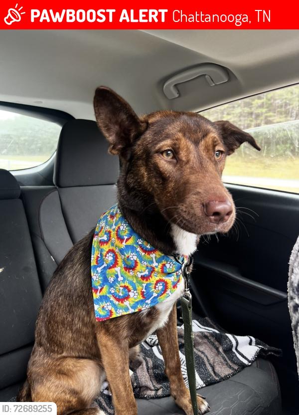 Lost Female Dog last seen Food City, PetQuest, Vaden Village Dr, Beeler Ave, Etc, Chattanooga, TN 37421