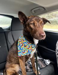 Lost Female Dog last seen Food City, PetQuest, Vaden Village Dr, Beeler Ave, Etc, Chattanooga, TN 37421