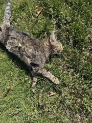 Found/Stray Unknown Cat last seen Innis Rd and Boyleston Blvd , Columbus, OH 43224