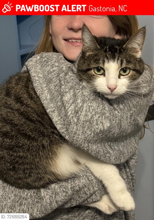 Lost Male Cat last seen Cedar Grove Neighborhood across from saddlewood neighborhood off of Robinson rd , Gastonia, NC 28056