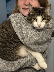Lost Male Cat last seen Cedar Grove Neighborhood across from saddlewood neighborhood off of Robinson rd , Gastonia, NC 28056