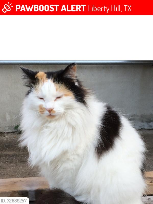 Lost Female Cat last seen Sundance Ranch, Liberty Hill, Liberty Hill, TX 78642