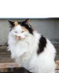 Lost Female Cat last seen Sundance Ranch, Liberty Hill, Liberty Hill, TX 78642