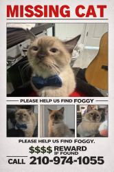 Lost Male Cat last seen Bellcrest Drive , San Antonio, TX 78217