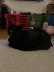 Lost Female Cat last seen Westbrook and bennington, Boston, MA 02128