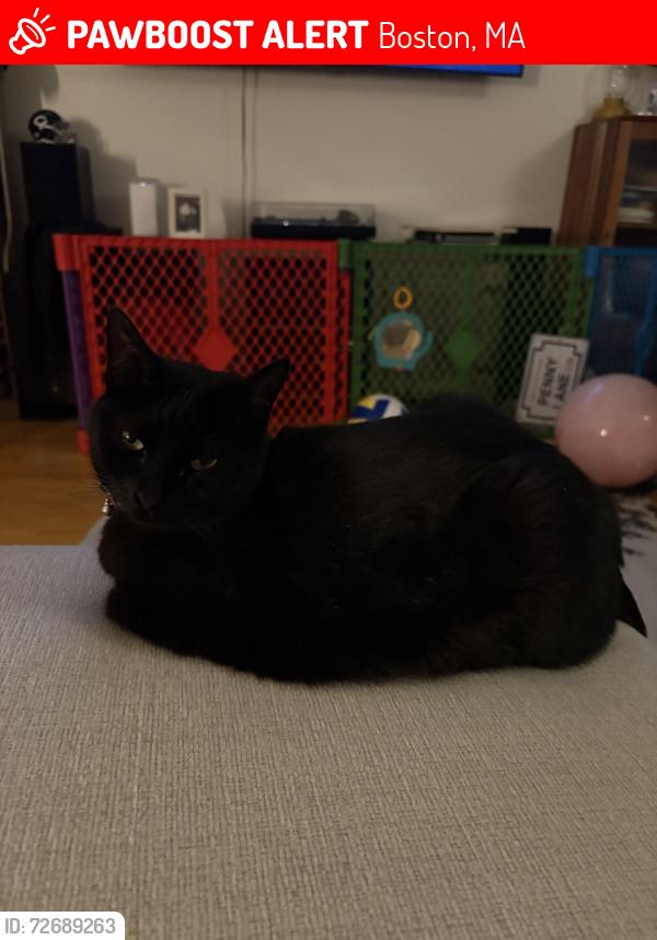 Lost Female Cat last seen Westbrook and bennington, Boston, MA 02128