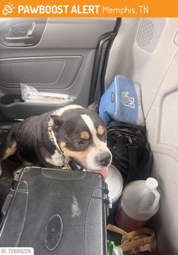 Found/Stray Male Dog last seen Shelby Dr, Memphis, TN 38115