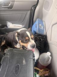 Found/Stray Male Dog last seen Shelby Dr, Memphis, TN 38115