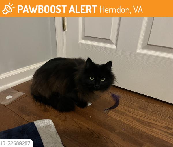 Found/Stray Unknown Cat last seen Young Dairy Ct cul de sac, Herndon, VA 20170