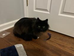 Found/Stray Unknown Cat last seen Young Dairy Ct cul de sac, Herndon, VA 20170
