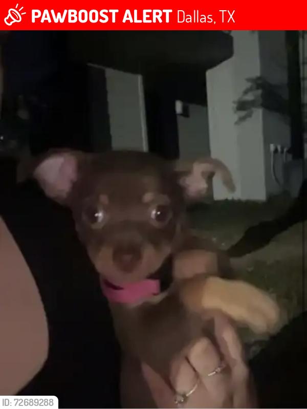 Lost Female Dog last seen The birch apmts, Dallas, TX 75228